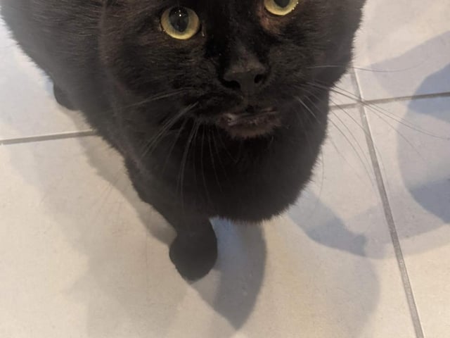 Cuddle-loving Gilbert, aged about 13, is described as an 'affectionate older gent' and 'the cat for you if you’re looking for a lap cat'. The rescue said: "He has had most of his teeth removed, but that doesn’t stop him eating all the dreamies. He would like to be an only cat so he can have all of your attention."