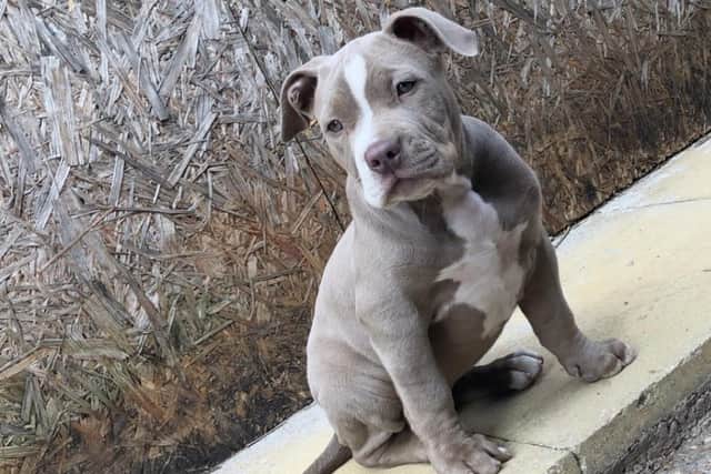 Solo the bulldog puppy was stolen in the raid in Warsop.