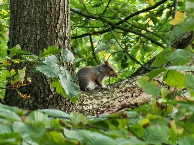 A fantastic shot of a squirrel in a tree from a talented Mansfield photographer.