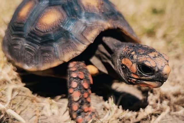 Red Footed tortoise at White Post Farm. Photo: submitted.