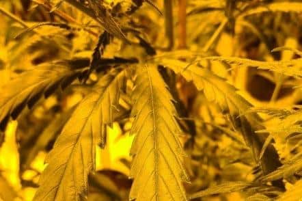 Officers have arrested two people after men were seen loading suspected cannabis plants into a van on a Mansfield street. Photo: Nottinghamshire Police