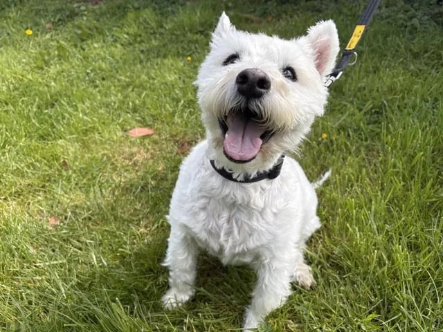 Oliver has found himself at Dogs Trust Loughborough after 11 years in his home, so has found himself a little overwhelmed by his new environment. Oliver is looking for a calm, adult only home where he can be the only pet, soaking up all of the attention and comforts of home. Oliver is looking for a patient family who can help him find his paws in a new environment. See more at https://www.dogstrust.org.uk/rehoming/dogs/terrier-west-highland-white/1112862