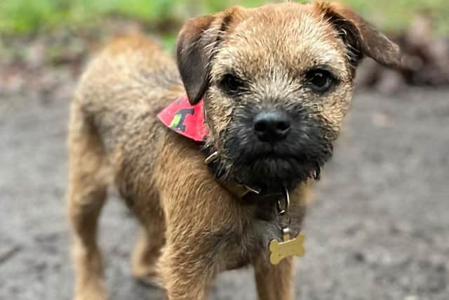 Pringle, a six-month-old border terrier