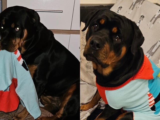 Is Maggie on the naughty list? Maria said her dog, Maggie, prefers chewing her outfits rather than wearing them. Still, she is adorable nonetheless. Thanks for sharing.