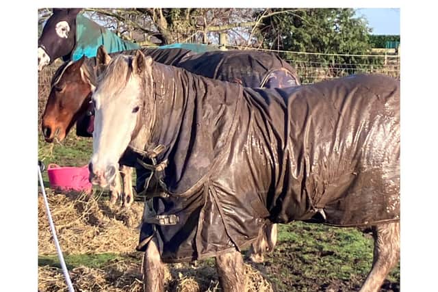 Winter is not a good time for equestrians.