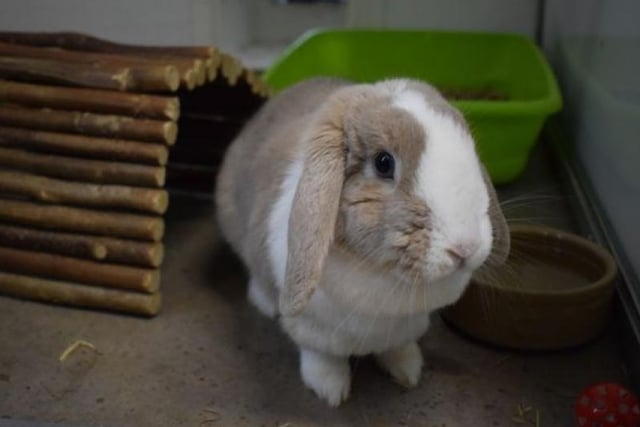 Berry is an inquisitive female bunny looking to hop into her forever home. She is a real character and will hop around at your feet waiting for her food to be given. She is very clean and uses a litter tray so could be homed as a house rabbit. She's currently based in the Dunbartonshire re-homing centre.