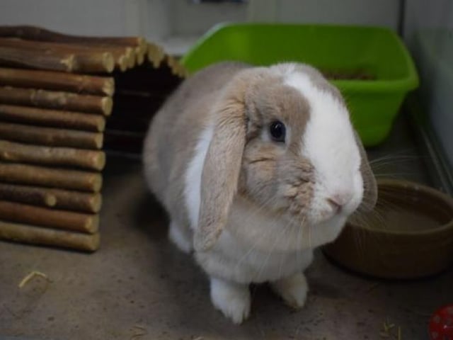 Berry is an inquisitive female bunny looking to hop into her forever home. She is a real character and will hop around at your feet waiting for her food to be given. She is very clean and uses a litter tray so could be homed as a house rabbit. She's currently based in the Dunbartonshire re-homing centre.