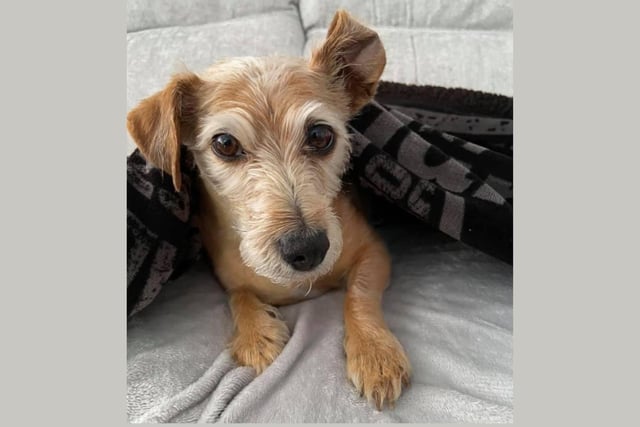 Zoe Lamont said: This is Izzy. She’s a Jack Russell cross, and is nine years old. She’s my best friend and a great companion. Izzy loves the beach the best and cuddles on the sofa!