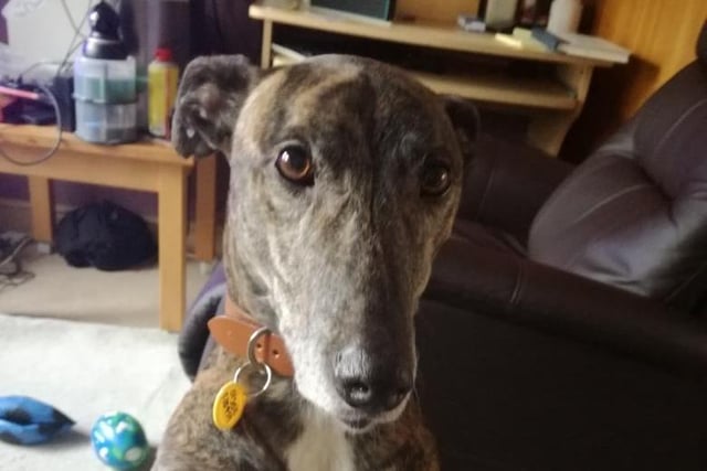 Spike is a seven year old Lurcher who is living in a foster home. He is a handsome big boy who has the most wonderful nature. He loves to cuddle and tries to sit on your knee. Spike loves his food, a cosy bed and enjoys his walks.