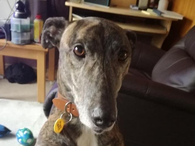 Spike is a seven year old Lurcher who is living in a foster home. He is a handsome big boy who has the most wonderful nature. He loves to cuddle and tries to sit on your knee. Spike loves his food, a cosy bed and enjoys his walks.