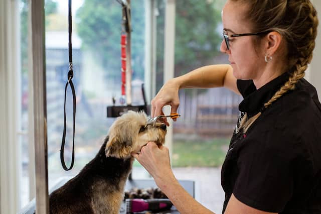 Here are some of the best dog groomers according to Google reviews.