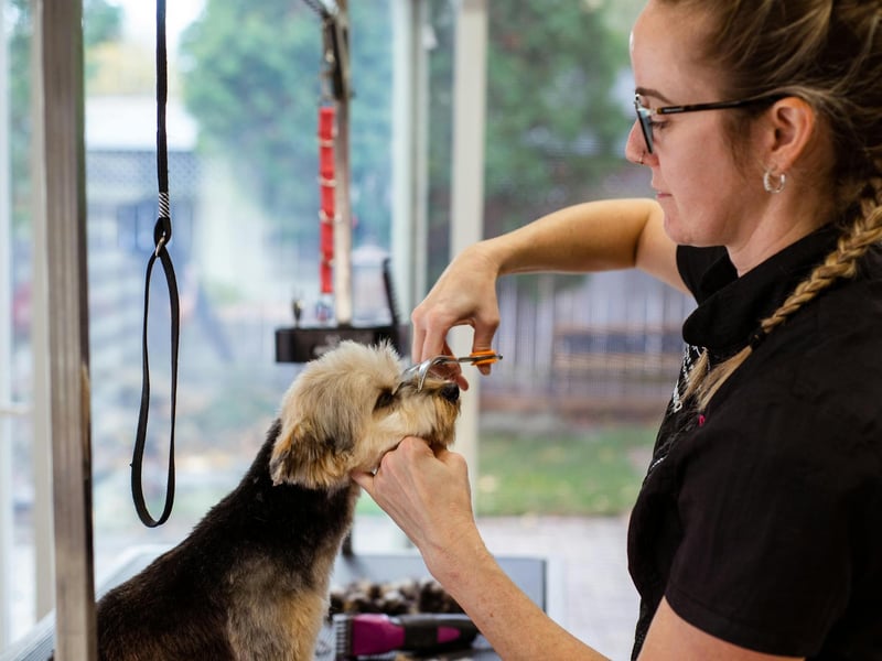 Here are some of the best dog groomers according to Google reviews.