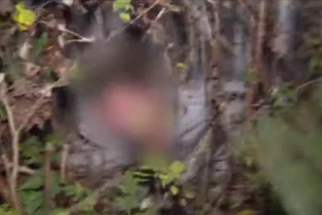 The suspect was rumbled by police dog Morse as he tried to hide himself in dense woodland.
