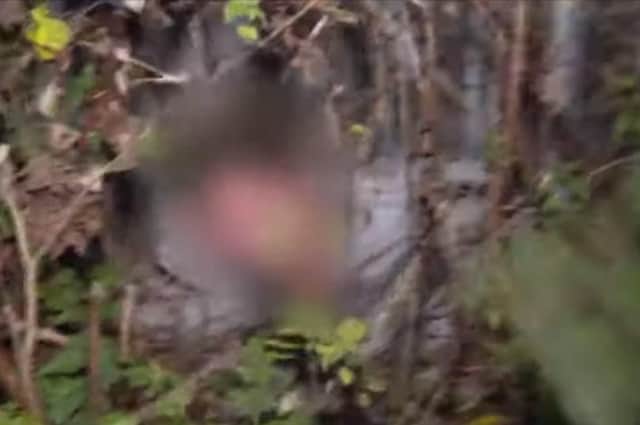 The suspect was rumbled by police dog Morse as he tried to hide himself in dense woodland.