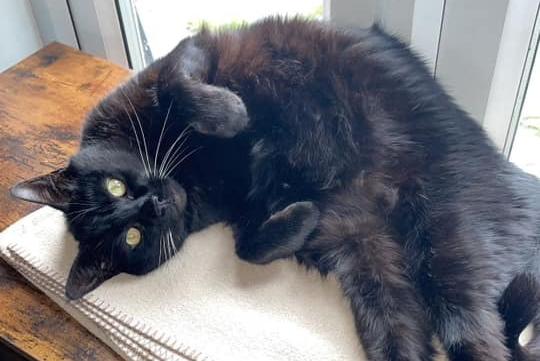 Michelle Eaton, from Sutton, shared a photo of her black cat, Cookie.