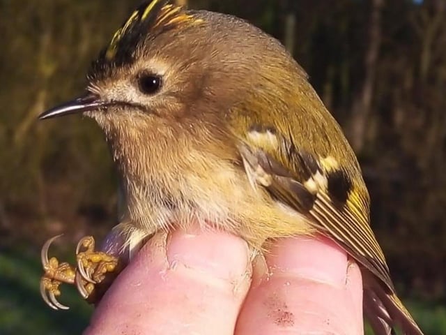 Take a unique opportunity to get up close and personal with birds and learn how to safely handle and release our feathered friends. Join ornithologist Jack Baddams at the Creswell Crags Museum and Heritage Centre for an educational outdoor session, suitable for all, this coming Sunday (10.30 am, 12.30 pm and 2.30 pm)..