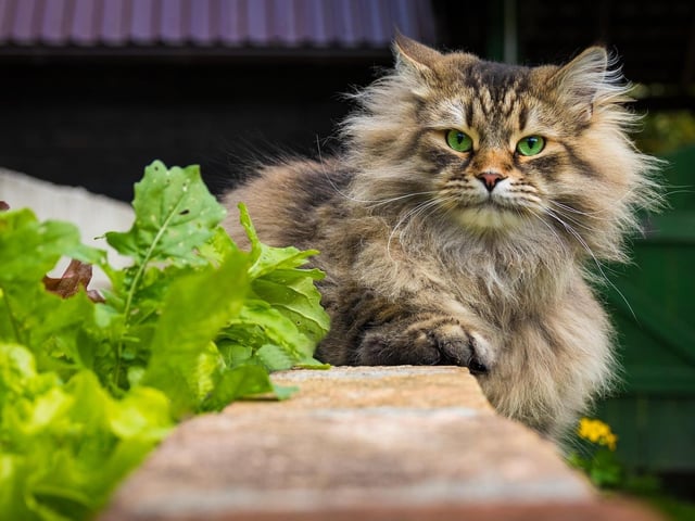 This fluffy breed is known for its thick coat which makes it a snuggly companion.