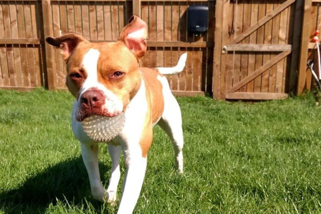 Minnie can be a little nervous, so she needs an owner who is experienced and prepared to carry on her training. She needs an adult only home with a secure private garden where she will be the only pet, and will need company for most of the day until her confidence grows. Breed: Cross Bulldog