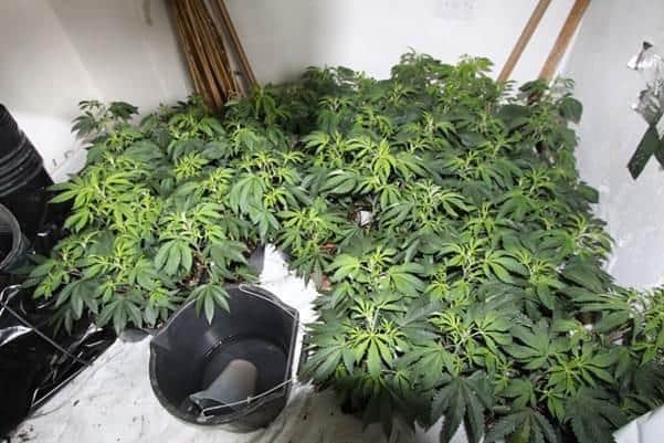 Police seized 100 cannabis plants in Bulwell.