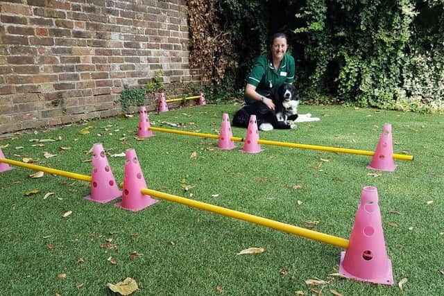 Could you become a veterinary physiotherapist? Animal News Agency
