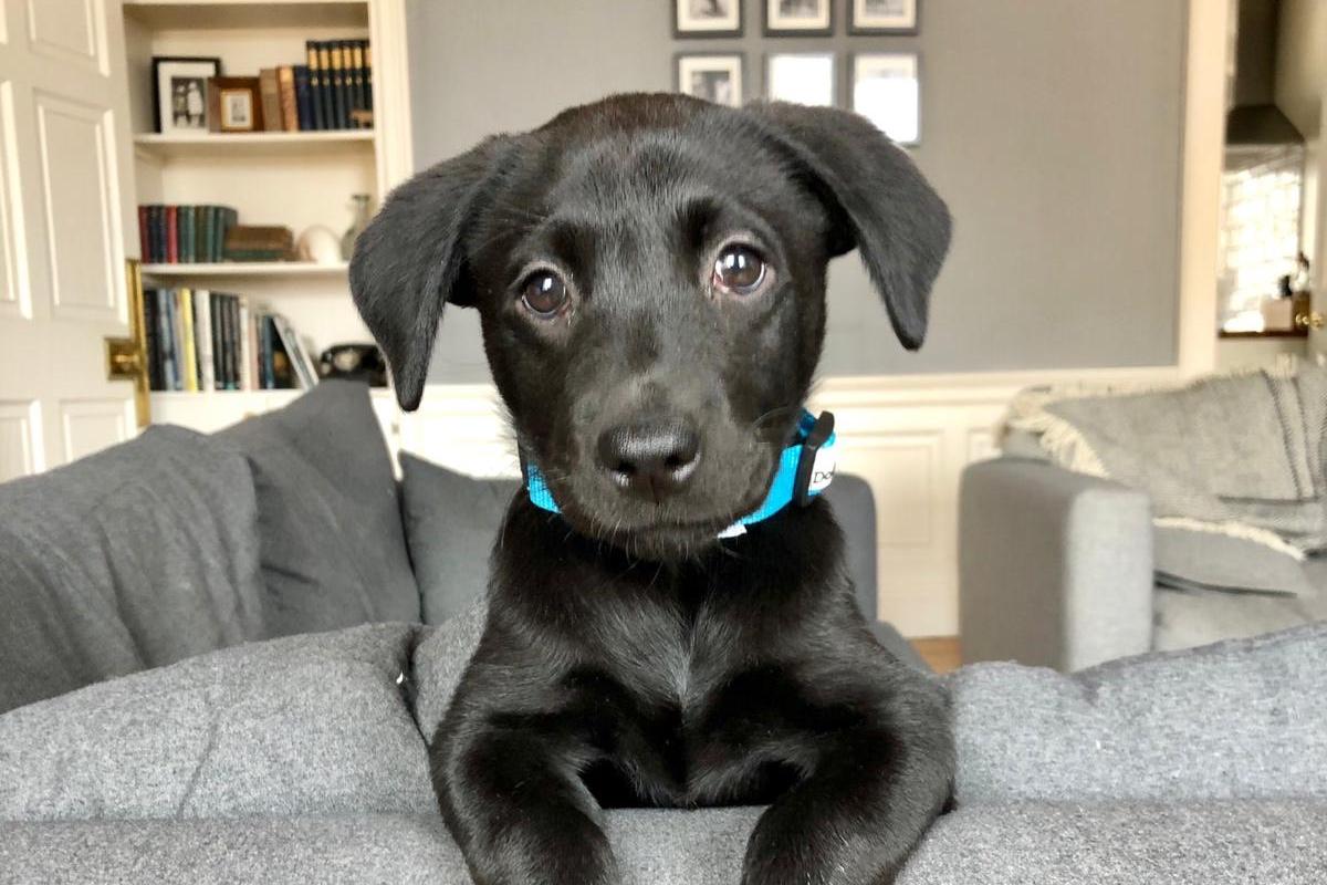 We were inundated with photos of your lockdown pets