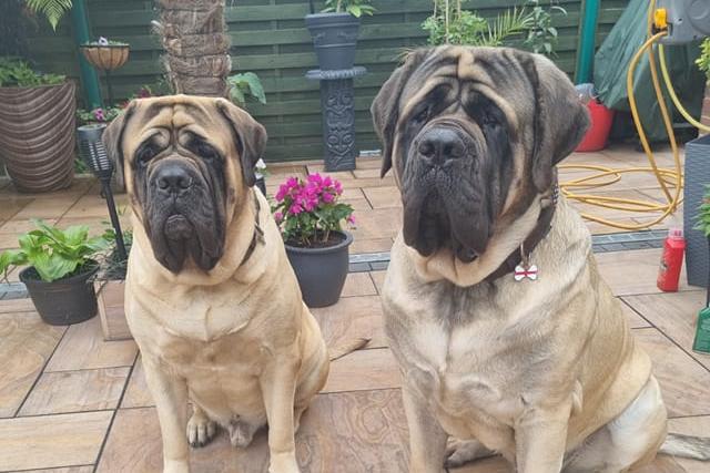 Bruce & Winston aka 'the boys'