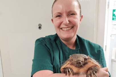 The armadillo brought into Exotic Vets