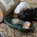 Guinea pigs at White Post Farm enjoy some icy treats to keep cool.