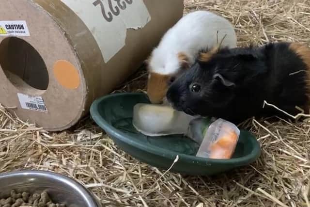 Guinea pigs at White Post Farm enjoy some icy treats to keep cool.