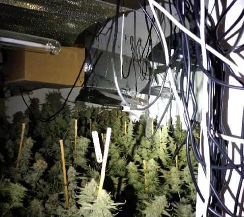 Cannabis grow discovered on Bannerman Road Kirkby.