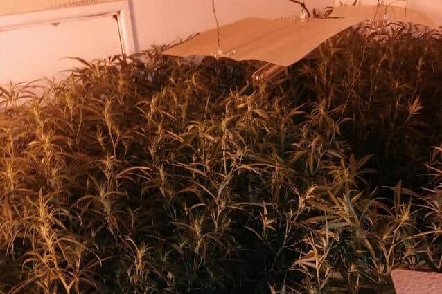 Police pictures of the cannabis factory on Chapel Street, Kirkby.