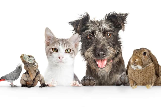 Did your pet make the shortlist in our Top Pet competition?