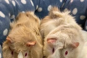 The guinea pigs were found by a member of the public on January 5 on Upper Ings Lane in Retford, Nottinghamshire.