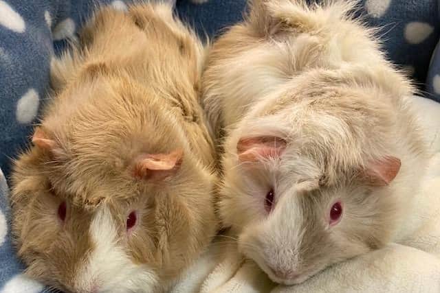 The guinea pigs were found by a member of the public on January 5 on Upper Ings Lane in Retford, Nottinghamshire.