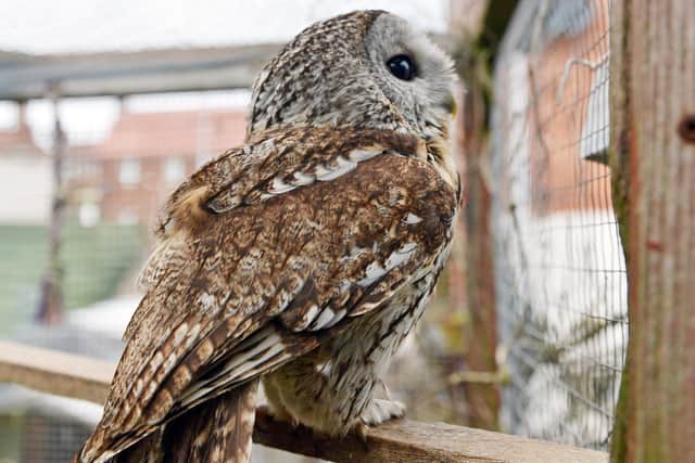 Mansfield wildlife centre - a Tawny owl.