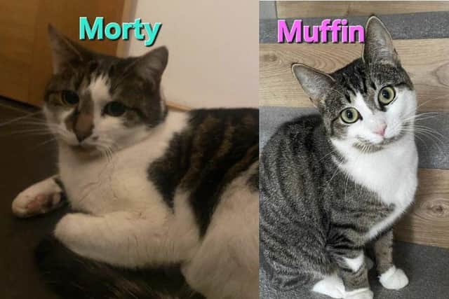 Morty and Muffin are missing from Kirton.
