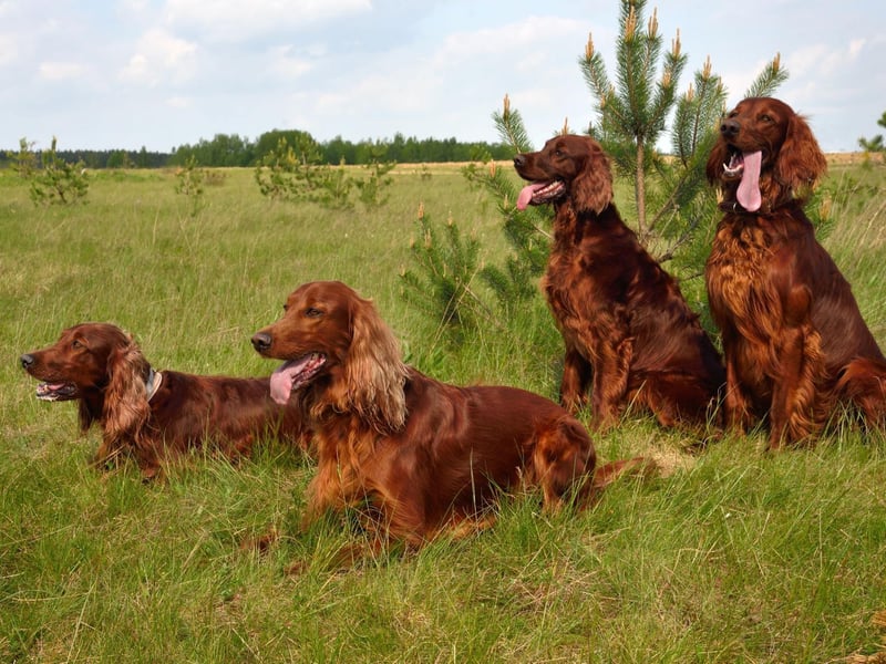 The noble-looking Irish Setter is an outgoing and sweet-natured breed that loves big long walks and plenty of cuddles.