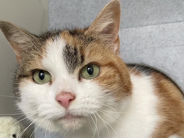 Could Bumble be the one for you? This sweet girl came into their care because she wasn't getting along with the other pets in her previous home. She is looking for some quality time with her new owner. Bumble can be very affectionate on her own terms, but she's also perfectly content to find a quiet spot and relax by herself.