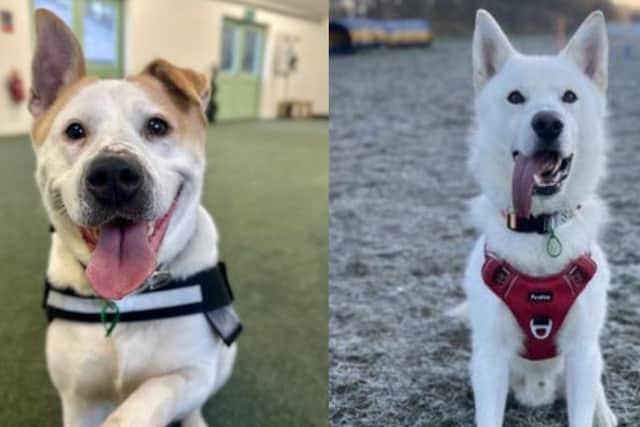 Papaya and Milo. Jerry Green Dog Rescue, Nottingham Centre