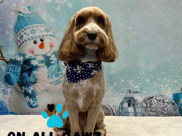 Your dog’s photo can also be printed onto any of the below products should you wish to purchase a little keepsafe. Printed Photos - £6.99, Keyrings - £7.99, Mugs - £8.99, Coasters - £9.99, Photo Slates - £10.99, Bottles - £11.99, Frosted Glasses - £12.99