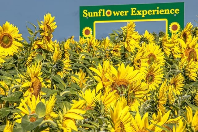 Nothing could be more summery than basking among thousands of sunflowers in acres of rolling countryside. So starting this Thursday and running throughout August, a family-run venue at Oaks Lane in Oxton is hosting the Sunflower Experience, where you can have your photo taken and even pick your own produce, including potatoes, gladioli and sweetcorn, as well as the sunflowers.