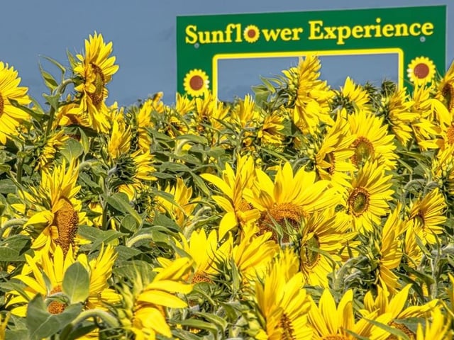 Nothing could be more summery than basking among thousands of sunflowers in acres of rolling countryside. So starting this Thursday and running throughout August, a family-run venue at Oaks Lane in Oxton is hosting the Sunflower Experience, where you can have your photo taken and even pick your own produce, including potatoes, gladioli and sweetcorn, as well as the sunflowers.