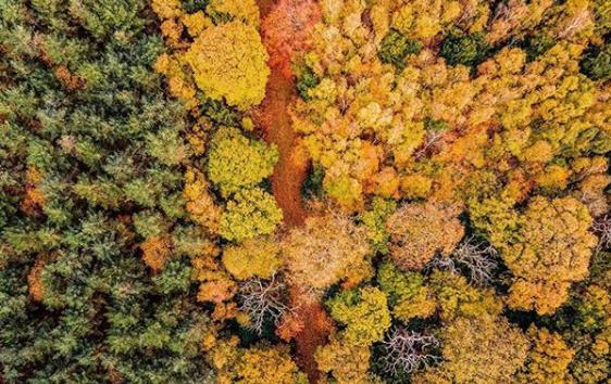 Such wonderful colours of the trees in Tickhill from @atmospheric_images