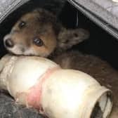 A fox cub was caught in a bottle