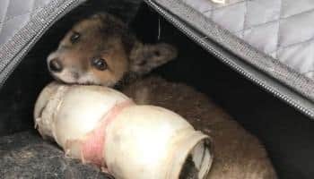 A fox cub was caught in a bottle