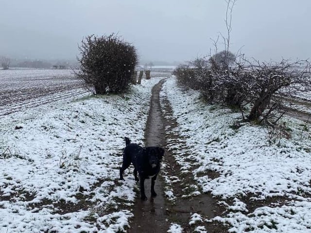 Teddy from Warsop out in the snow.