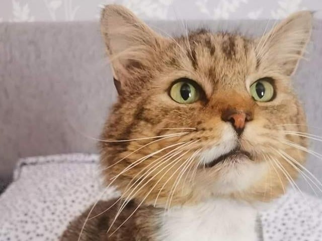 Mansfield Cat Rescue said: "Johnny, aged about five years, came to us in a hugely neglected state, heavily matted and had to have a complete shave other than his face.  He's a very sweet cat, but a little shy."