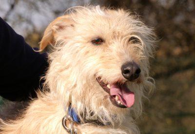Meet Tiny. She is an eight year old female Lurcher. She is a sweet and friendly girl looking for a quieter home, as she is nervous of new people and situations. For this reason, Tiny is looking for an experienced dog owner who can help her thrive. Tiny will need someone at home most of the time to help her gain confidence and give her the attention and training she needs, she will also need house-training. Tiny loves to play with her toys and really enjoys a cuddle once she knows you, making a super, loyal companion.
She cannot live with dogs, but may happily live with secondary school age children. To adopt Tiny see: https://rspca-radcliffe.org.uk/animal/tiny/