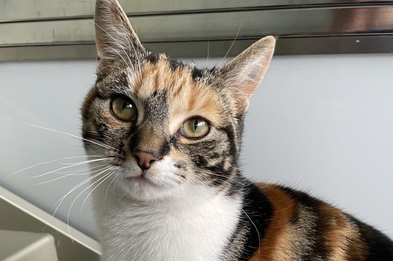 Tiger-Lilly here. Everybody says I am a beautiful cat on the inside and outside - which is very important. I have a social personality and could live with a family and may even be happy to live with a cat-friendly dog if introduced properly.
