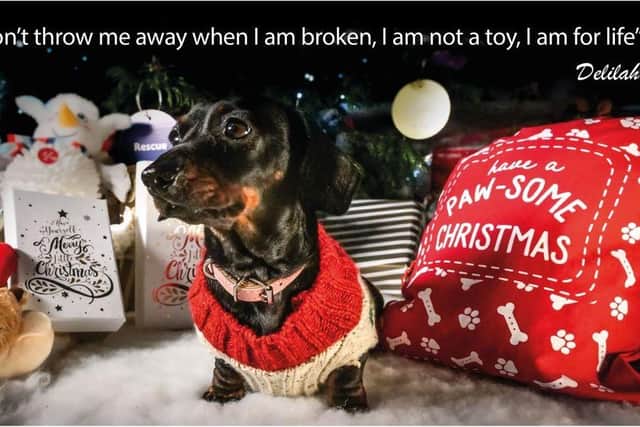 Please don't throw me away...sweet Delilah rescued by the RSCPA Radcliffe rescue centre